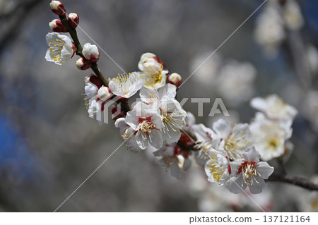 Plum blossoms in Dazaifu (for praying for success in exams, etc.) Plum blossoms in Dazaifu (for praying for success in exams, etc.) 137121164