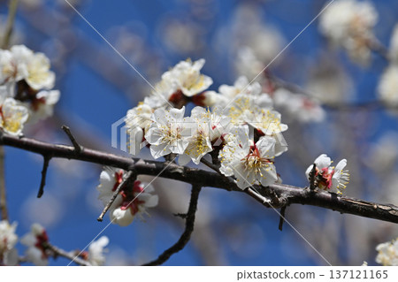 Plum blossoms in Dazaifu (for praying for success in exams, etc.) Plum blossoms in Dazaifu (for praying for success in exams, etc.) 137121165