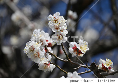 Plum blossoms in Dazaifu (for praying for success in exams, etc.) Plum blossoms in Dazaifu (for praying for success in exams, etc.) 137121166