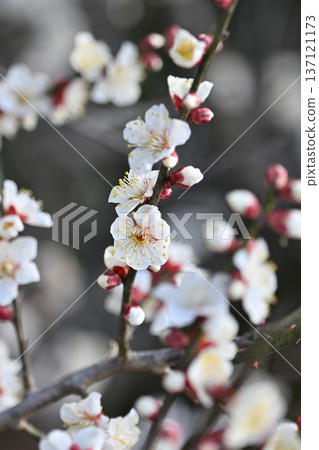 Plum blossoms in Dazaifu (for praying for success in exams, etc.) Plum blossoms in Dazaifu (for praying for success in exams, etc.) 137121173