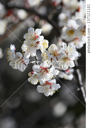 Plum blossoms in Dazaifu (for praying for success in exams, etc.) Plum blossoms in Dazaifu (for praying for success in exams, etc.) 137121181