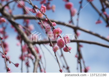 Plum blossoms in Dazaifu (for praying for success in exams, etc.) Plum blossoms in Dazaifu (for praying for success in exams, etc.) 137121190
