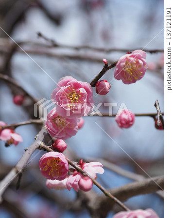 Plum blossoms in Dazaifu (for praying for success in exams, etc.) Plum blossoms in Dazaifu (for praying for success in exams, etc.) 137121191