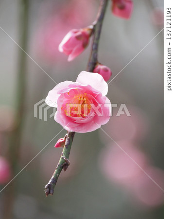 Plum blossoms in Dazaifu (for praying for success in exams, etc.) Plum blossoms in Dazaifu (for praying for success in exams, etc.) 137121193
