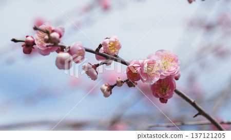 Plum blossoms in Dazaifu (for praying for success in exams, etc.) 137121205