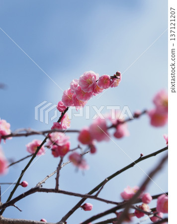 Plum blossoms in Dazaifu (for praying for success in exams, etc.) 137121207