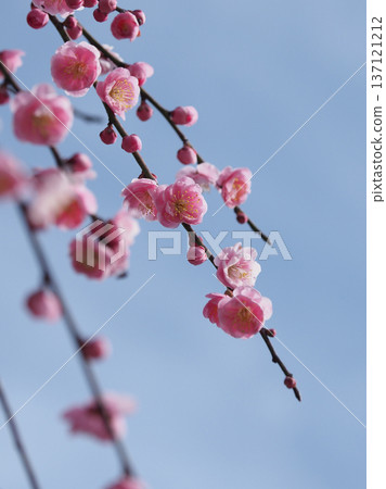 Plum blossoms in Dazaifu (for praying for success in exams, etc.) Plum blossoms in Dazaifu (for praying for success in exams, etc.) 137121212