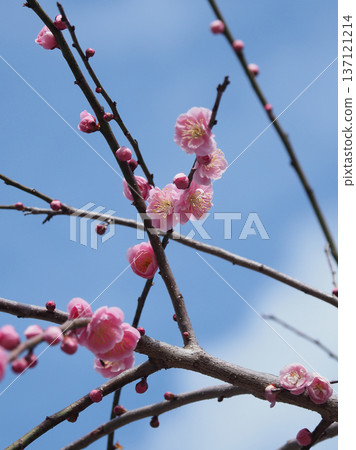 太宰府梅（求入學考試等） 137121214