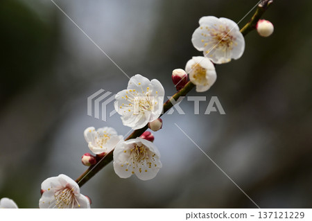 Plum blossoms in Dazaifu (for praying for success in exams, etc.) Plum blossoms in Dazaifu (for praying for success in exams, etc.) 137121229