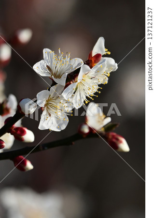 Plum blossoms in Dazaifu (for praying for success in exams, etc.) Plum blossoms in Dazaifu (for praying for success in exams, etc.) 137121237