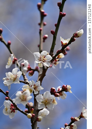 Plum blossoms in Dazaifu (for praying for success in exams, etc.) Plum blossoms in Dazaifu (for praying for success in exams, etc.) 137121248