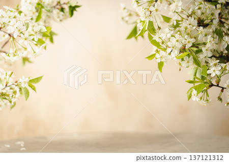 branches of blossoming cherry branches of blossoming cherry 137121312