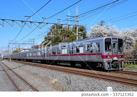 東武30000系列31614 F型蒸汽機車在背景中行駛，背景是盛開的梅花。 137121362