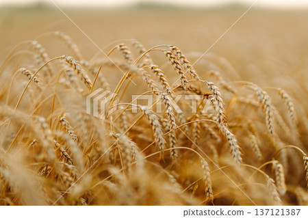 Close-up of ripe golden wheat in an agricultural field. Harvest growth. Business concept. 137121387