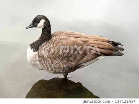 a Canada Goose  (Branta canadensis) standing on small mound in water. 137121454