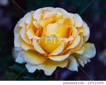 Beautiful Rose Flowers 'Pride of Cheshire' or 'About Face' (WEKosupalz) on Dark background, is an orange grandiflora rose cultivar are orange-yellow on the outside, with a reverse of dark orange-red. 137121470