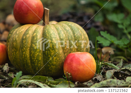 Fresh autumn harvest still life with a green pumpkin surrounded by red apples on the ground. Fresh autumn harvest still life with a green pumpkin surrounded by red apples on the ground. 137121562