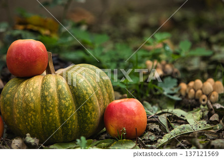 Fresh autumn harvest still life with a green pumpkin surrounded by red apples on the ground. Fresh autumn harvest still life with a green pumpkin surrounded by red apples on the ground. 137121569
