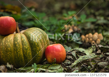 Fresh autumn harvest still life with a green pumpkin surrounded by red apples on the ground. Fresh autumn harvest still life with a green pumpkin surrounded by red apples on the ground. 137121570