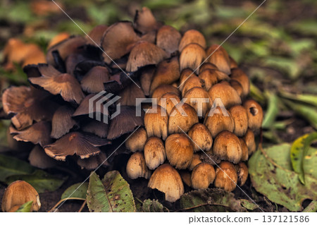 Cluster of small wild mushrooms growing on the forest floor among fallen leaves and green grass. Natural autumn woodland fungi scene with earthy textures, perfect for nature, ecology. 137121586