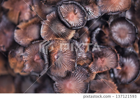 Cluster of small wild mushrooms growing on the forest floor among fallen leaves and green grass. Natural autumn woodland fungi scene with earthy textures, perfect for nature, ecology. 137121593