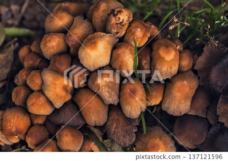 Cluster of small wild mushrooms growing on the forest floor among fallen leaves and green grass. Natural autumn woodland fungi scene with earthy textures, perfect for nature, ecology. 137121596