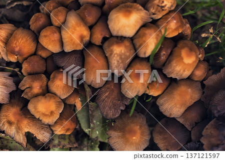 Cluster of small wild mushrooms growing on the forest floor among fallen leaves and green grass. Natural autumn woodland fungi scene with earthy textures, perfect for nature, ecology. Cluster of small wild mushrooms growing on the forest floor among fallen leaves and green grass. Natural autumn woodland fungi scene with earthy textures, perfect for nature, ecology. 137121597
