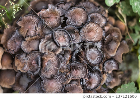Cluster of small wild mushrooms growing on the forest floor among fallen leaves and green grass. Natural autumn woodland fungi scene with earthy textures, perfect for nature, ecology. Cluster of small wild mushrooms growing on the forest floor among fallen leaves and green grass. Natural autumn woodland fungi scene with earthy textures, perfect for nature, ecology. 137121600