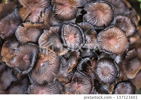 Cluster of small wild mushrooms growing on the forest floor among fallen leaves and green grass. Natural autumn woodland fungi scene with earthy textures, perfect for nature, ecology. 137121601