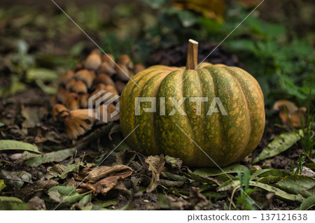 Autumn pumpkin resting on the ground surrounded by fallen leaves and wild mushrooms in a forest garden setting. 137121638