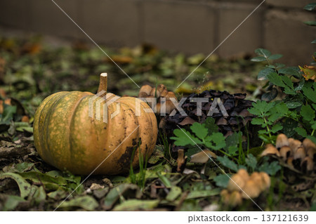 Autumn pumpkin resting on the ground surrounded by fallen leaves and wild mushrooms in a forest garden setting. Autumn pumpkin resting on the ground surrounded by fallen leaves and wild mushrooms in a forest garden setting. 137121639