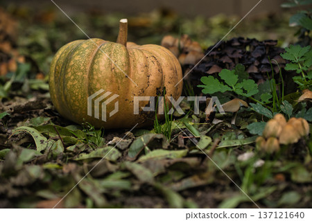 Autumn pumpkin resting on the ground surrounded by fallen leaves and wild mushrooms in a forest garden setting. 137121640