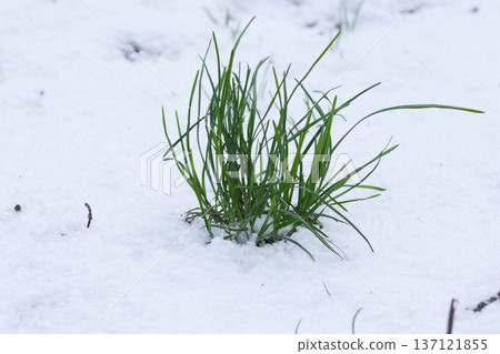 Fresh green grass blades emerging through white snow in early winter or spring thaw, symbolizing resilience, renewal, and seasonal transition in nature. Fresh green grass blades emerging through white snow in early winter or spring thaw, symbolizing resilience, renewal, and seasonal transition in nature. 137121855