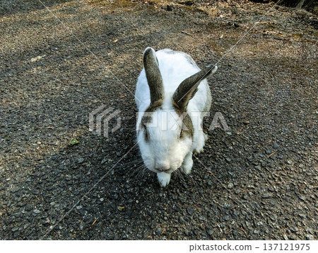 可愛的兔子 137121975