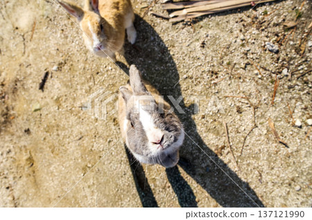 Opinion rabbit Opinion rabbit 137121990