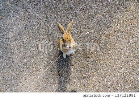 Opinion rabbit Opinion rabbit 137121991