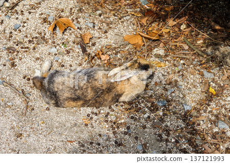 攻擊一隻兔子 137121993