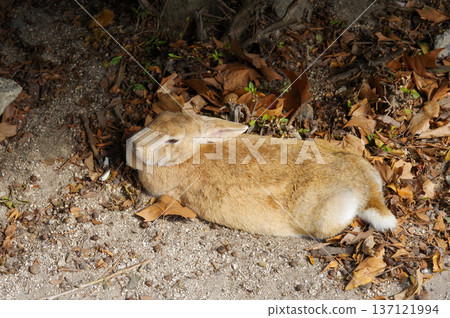 兔子轉身 137121994