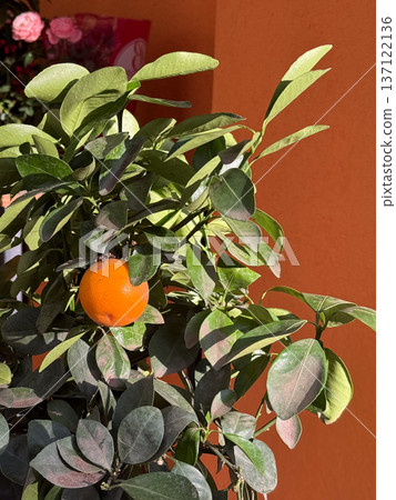 Single citrus fruit among green leaves. Gardening detail, natural growth, fresh texture and sunny outdoor scene for food themes Single citrus fruit among green leaves. Gardening detail, natural growth, fresh texture and sunny outdoor scene for food themes 137122136