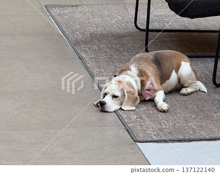Beagle resting on carpet indoors. Comfort, calmness, pets, companionship and peaceful home moments. Beagle resting on carpet indoors. Comfort, calmness, pets, companionship and peaceful home moments. 137122140