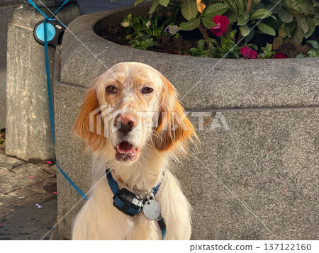 Close-up English setter dog waiting quietly on city street beside stone planter in afternoon sun. Patience, loyalty, gentle mood of everyday urban life with calm animal presence and simple beauty. Close-up English setter dog waiting quietly on city street beside stone planter in afternoon sun. Patience, loyalty, gentle mood of everyday urban life with calm animal presence and simple beauty. 137122160