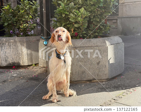English setter dog sitting alone near planter on city sidewalk under sunlight. Patience, loyalty, urban moment, quiet waiting, gentle connection between pet and human routine in daily street life. English setter dog sitting alone near planter on city sidewalk under sunlight. Patience, loyalty, urban moment, quiet waiting, gentle connection between pet and human routine in daily street life. 137122165