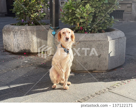 English setter dog sitting alone near planter on city sidewalk under sunlight. Patience, loyalty, urban moment, quiet waiting, gentle connection between pet and human routine in daily street life. 137122171