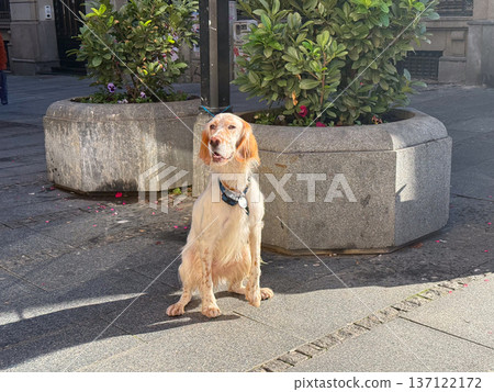 English setter dog sitting alone near planter on city sidewalk under sunlight. Patience, loyalty, urban moment, quiet waiting, gentle connection between pet and human routine in daily street life. 137122172