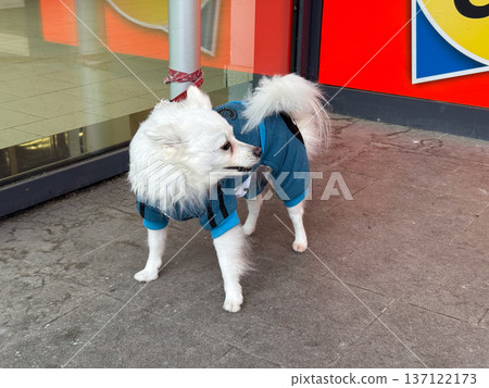 White fluffy dog in blue outfit tied outside store. Loyalty, patience, and human connection in ordinary city environment. 137122173