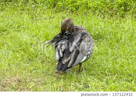 Photograph of an Australian Wood Duck preening their feathers Photograph of an Australian Wood Duck preening their feathers 137122432