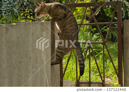 beautiful striped cat walks in the shade near the fence, bright big golden eyes beautiful striped cat walks in the shade near the fence, bright big golden eyes 137122448