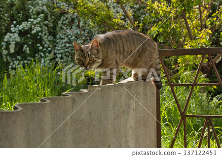 beautiful striped cat walks in the shade near the fence, bright big golden eyes beautiful striped cat walks in the shade near the fence, bright big golden eyes 137122451