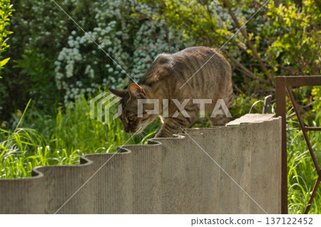 beautiful striped cat walks in the shade near the fence, bright big golden eyes beautiful striped cat walks in the shade near the fence, bright big golden eyes 137122452