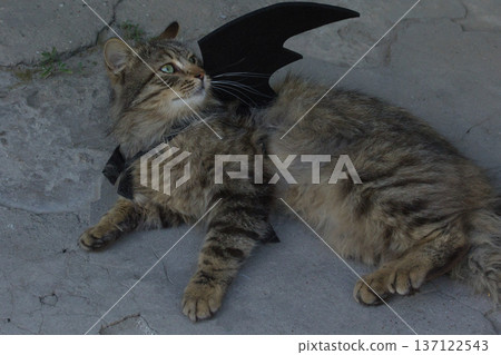 Fierce tabby cat dressed in bat wings poses with a serious stare in natural sunlight. A playful mix of wild beauty and fantasy costume. Fierce tabby cat dressed in bat wings poses with a serious stare in natural sunlight. A playful mix of wild beauty and fantasy costume. 137122543
